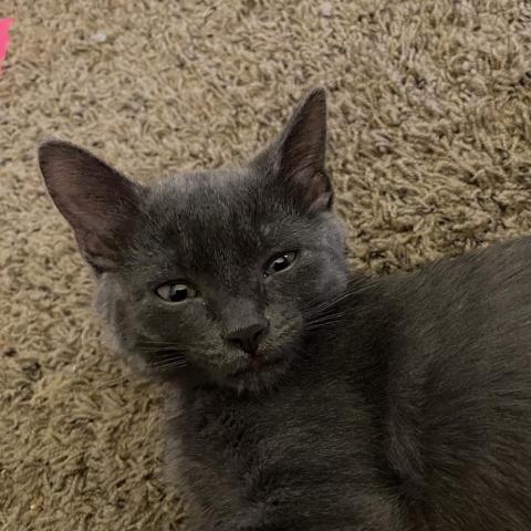 Carrot, an adoptable Domestic Short Hair in Salt Lake City, UT, 84106 | Photo Image 2