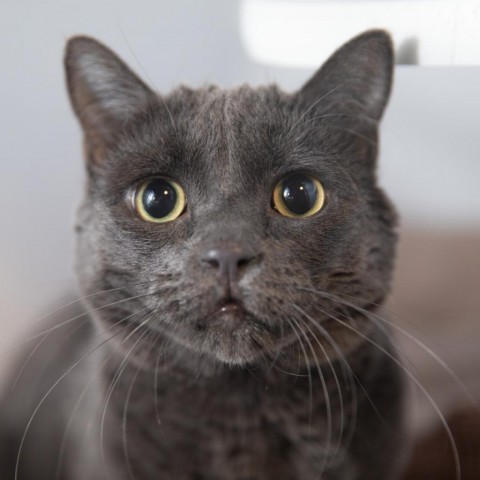 Carrot, an adoptable Domestic Short Hair in Salt Lake City, UT, 84106 | Photo Image 4