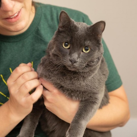 Carrot, an adoptable Domestic Short Hair in Salt Lake City, UT, 84106 | Photo Image 5