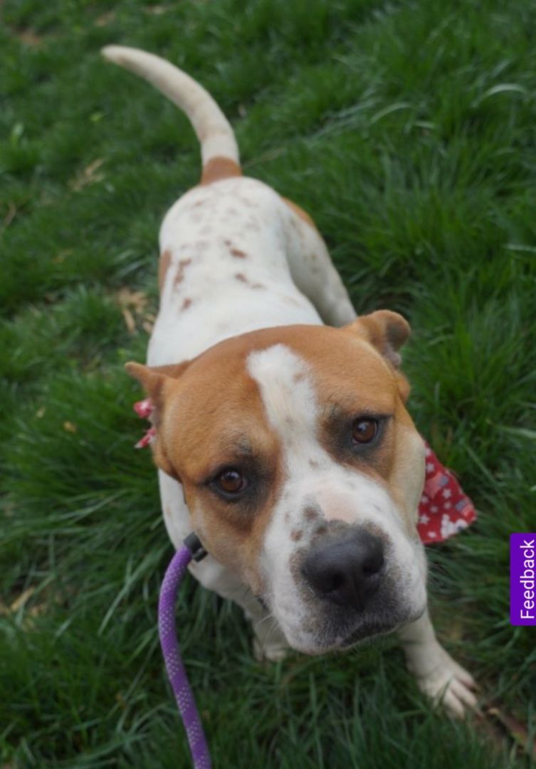 Liam!!, an adoptable American Staffordshire Terrier in Rocklin , CA, 95677 | Photo Image 6