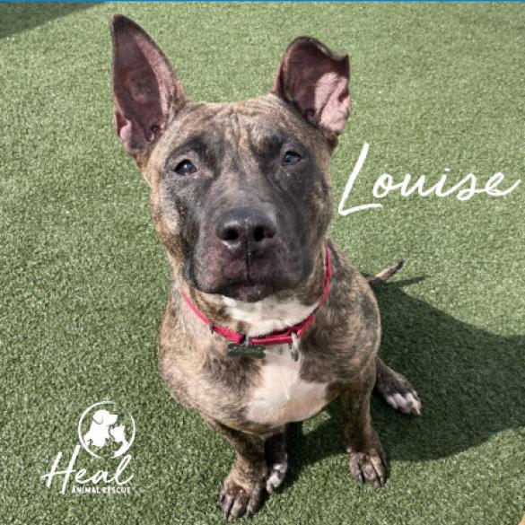 Louise, an adoptable Pit Bull Terrier, Dutch Shepherd in Youngwood, PA, 15697 | Photo Image 5