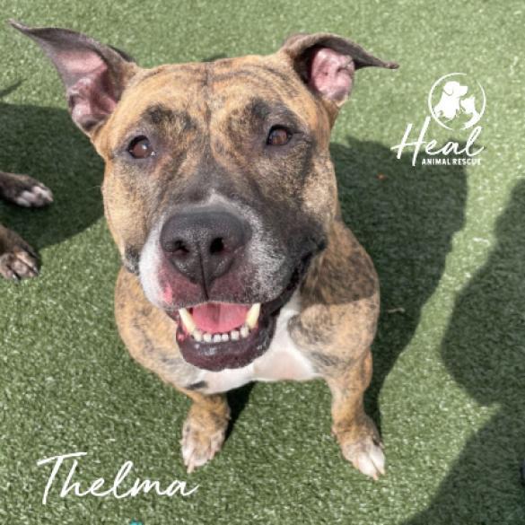 Thelma, an adoptable Pit Bull Terrier, Dutch Shepherd in Youngwood, PA, 15697 | Photo Image 2