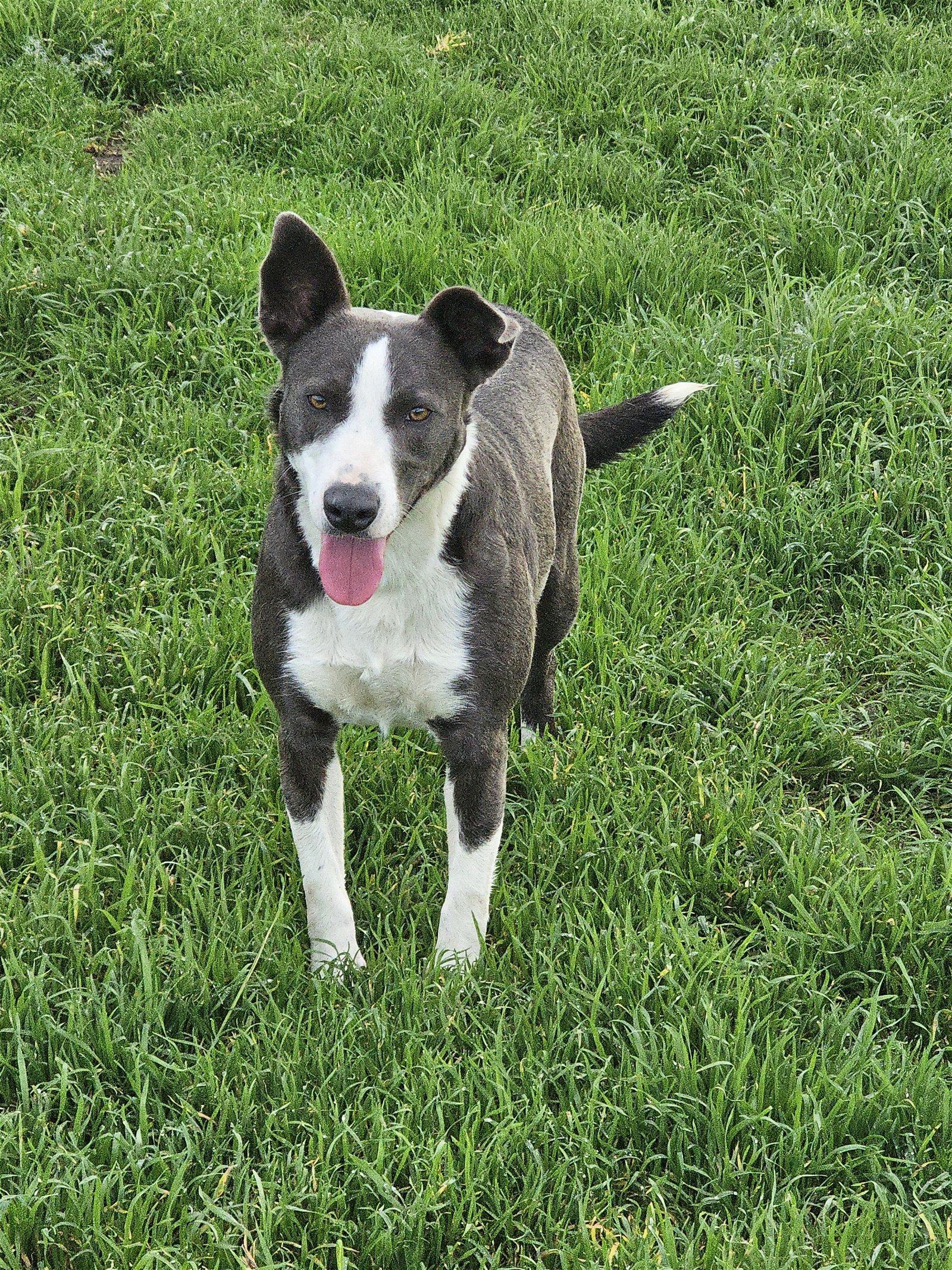 SNEAKERS, an adoptable Border Collie in Chico, CA, 95973 | Photo Image 1