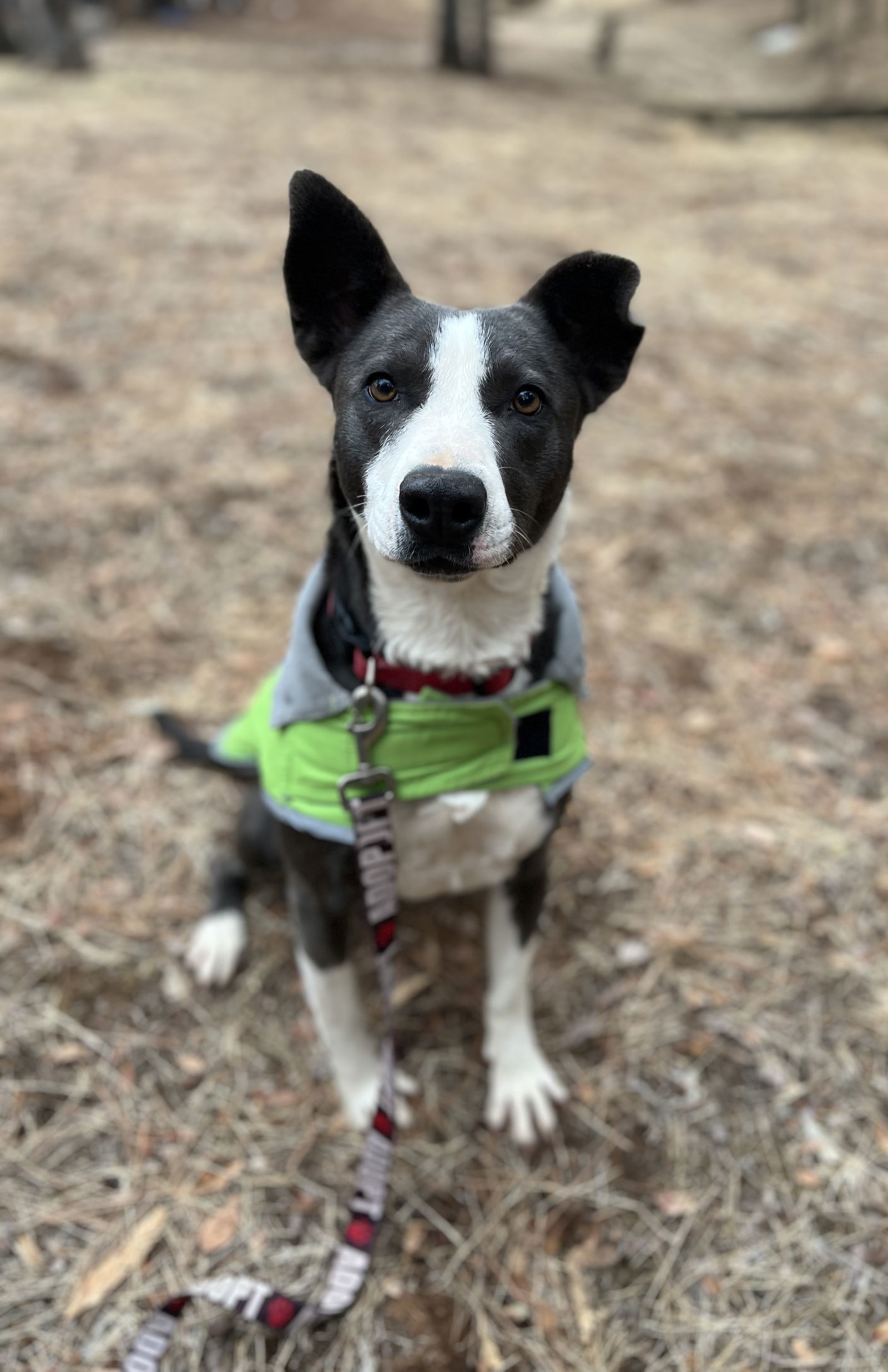 SNEAKERS, an adoptable Border Collie in Chico, CA, 95973 | Photo Image 1