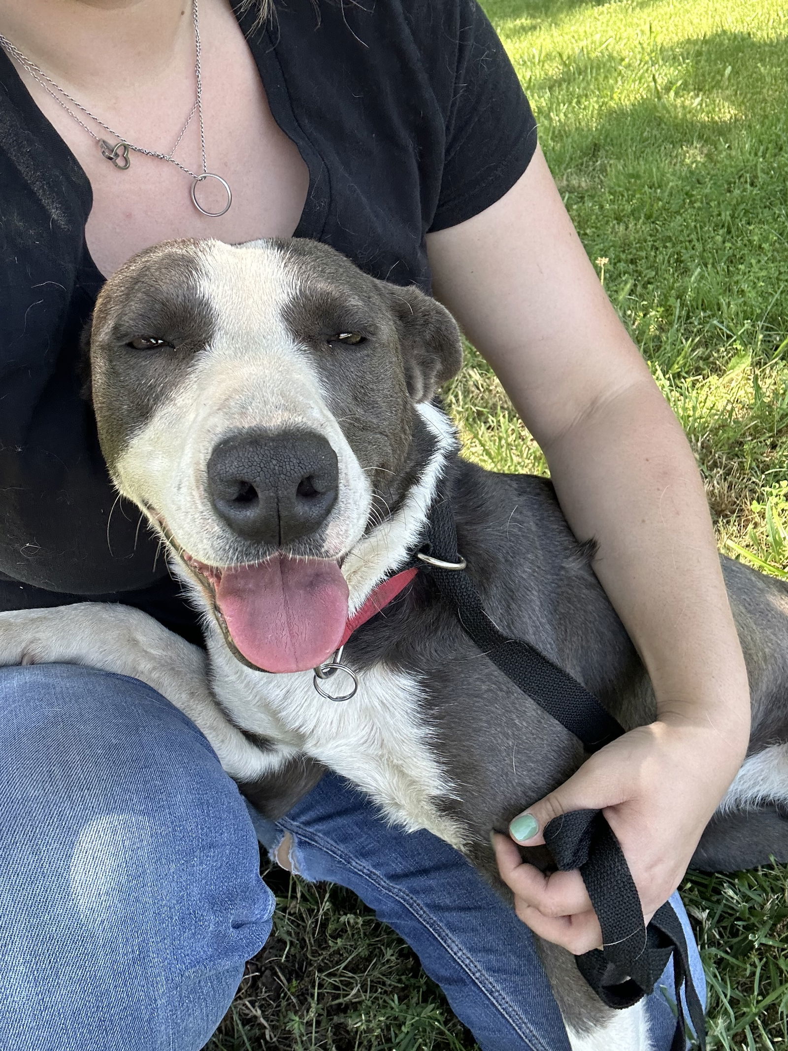 SNEAKERS, an adoptable Border Collie in Chico, CA, 95973 | Photo Image 2