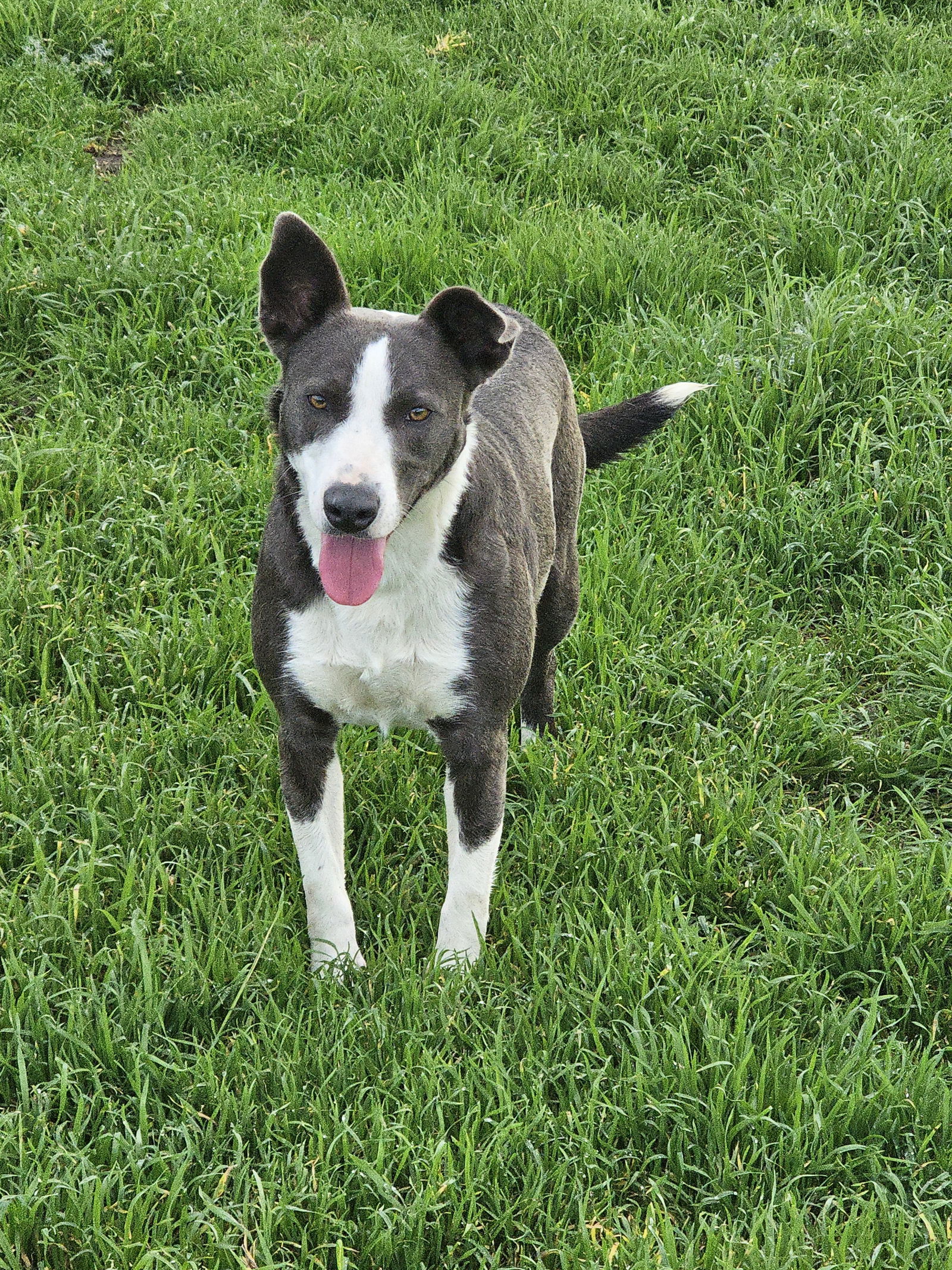 SNEAKERS, an adoptable Border Collie in Chico, CA, 95973 | Photo Image 2