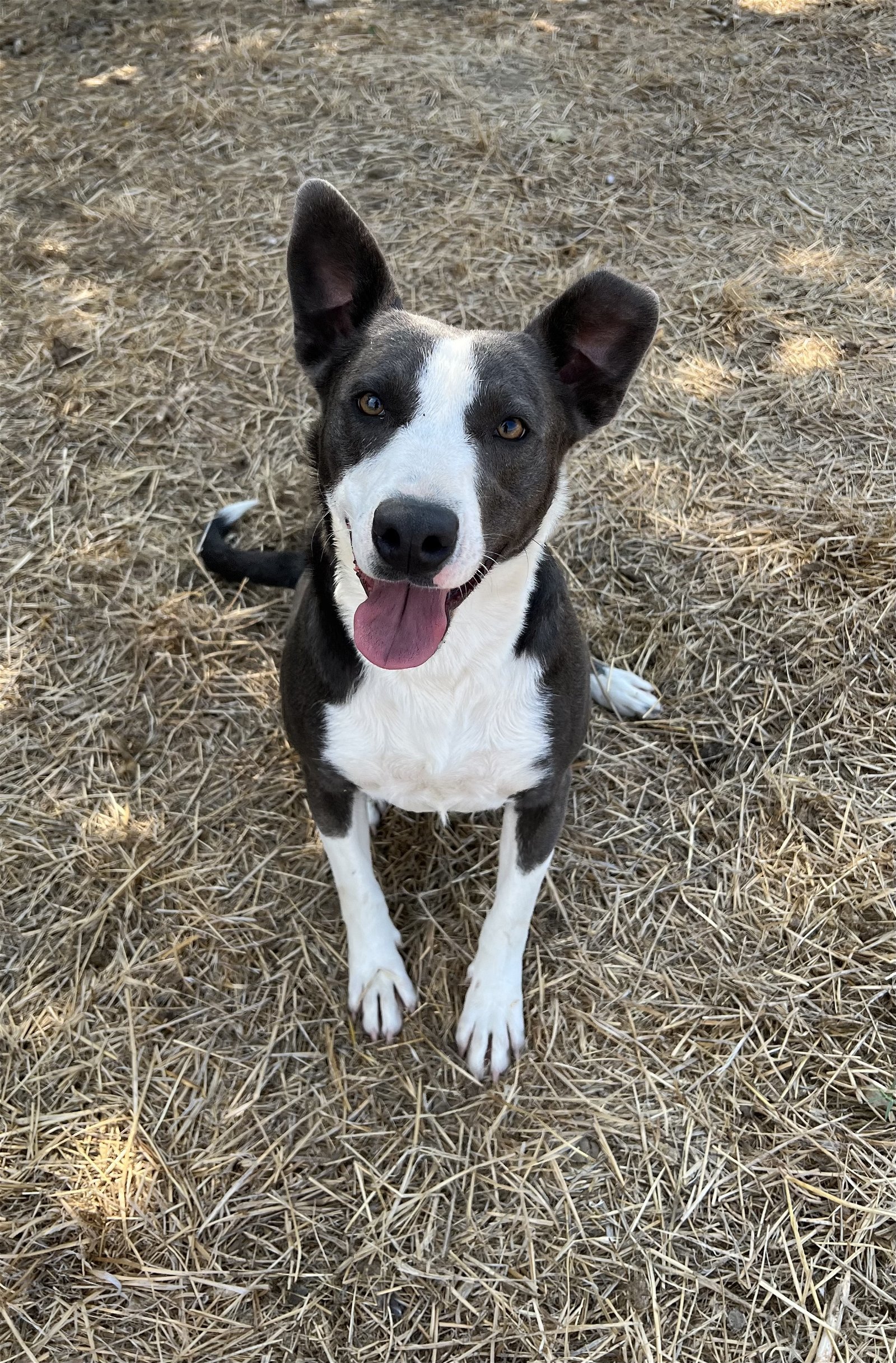 SNEAKERS, an adoptable Border Collie in Chico, CA, 95973 | Photo Image 3
