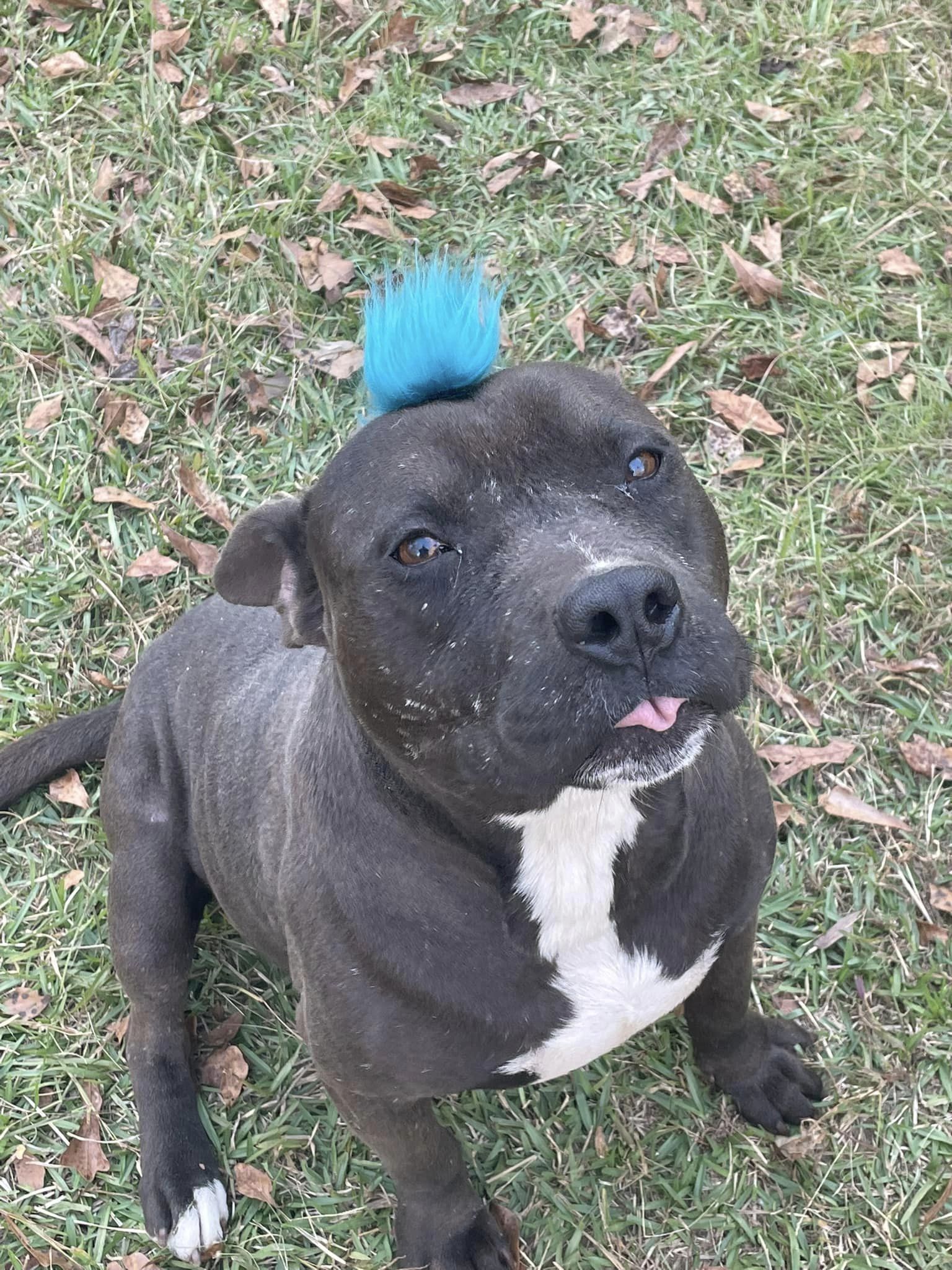 Binx, an adoptable American Bulldog, Mixed Breed in Demopolis, AL, 36732 | Photo Image 1