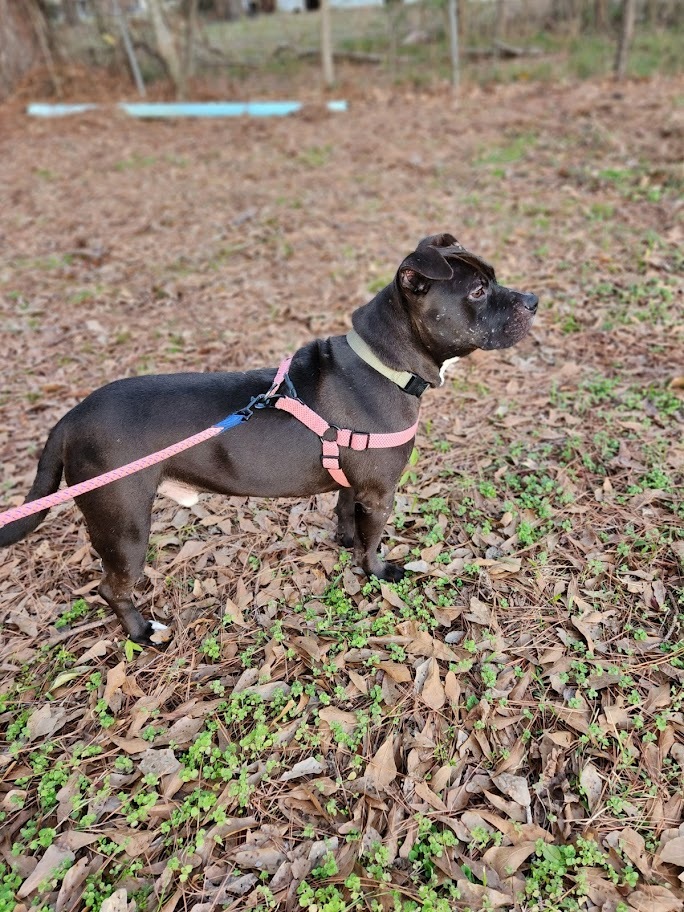 Binx, an adoptable American Bulldog, Mixed Breed in Demopolis, AL, 36732 | Photo Image 2