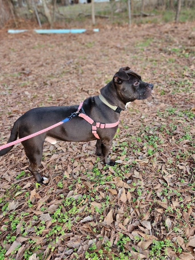 Binx, an adoptable American Bulldog, Mixed Breed in Demopolis, AL, 36732 | Photo Image 2
