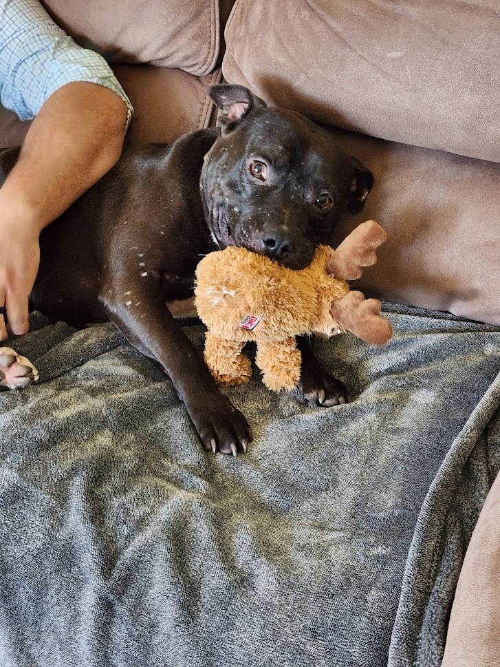 Binx, an adoptable American Bulldog, Mixed Breed in Demopolis, AL, 36732 | Photo Image 3