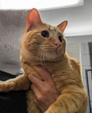 Oliver Orange (TAS #3)