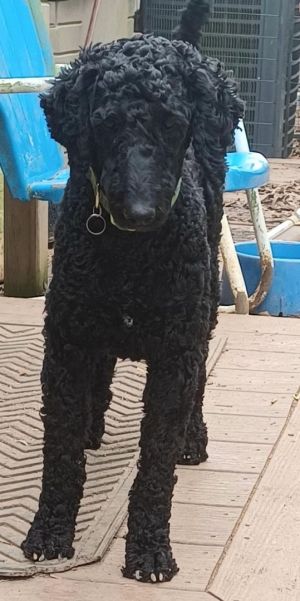 Dog for adoption - CALI 992000001491958, a Poodle in ANDERSON, SC