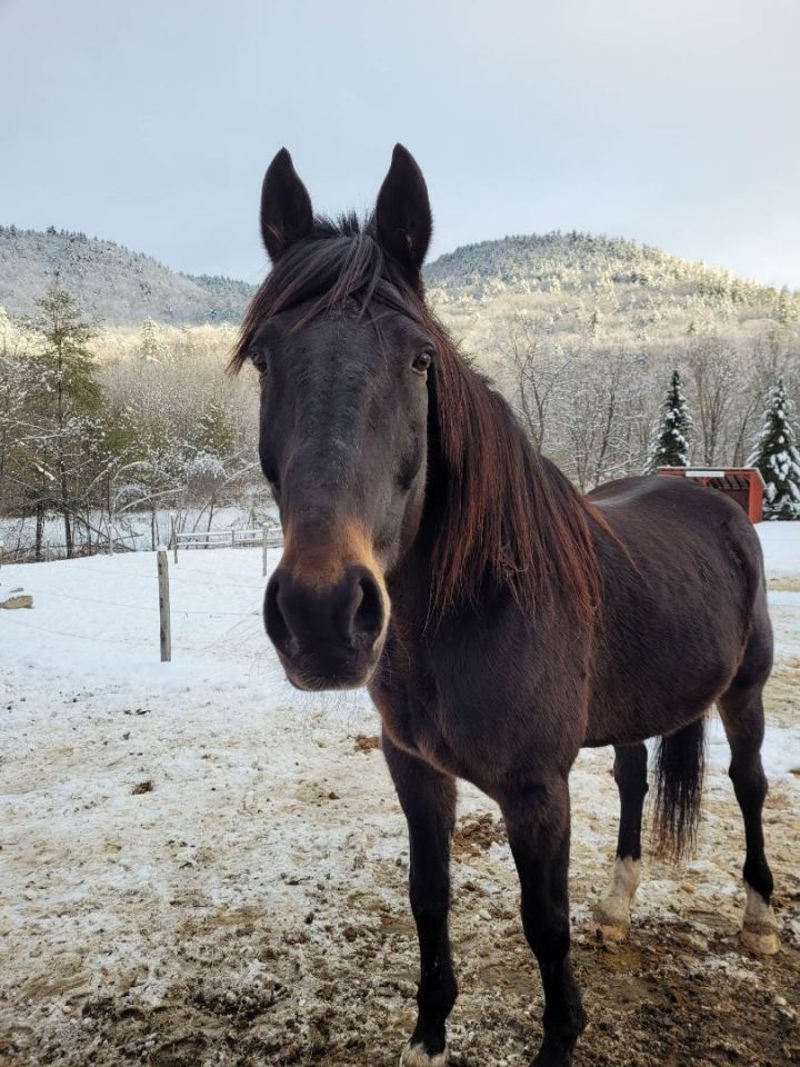 Turbo, an adoptable Standardbred in Townshend, VT_image-1
