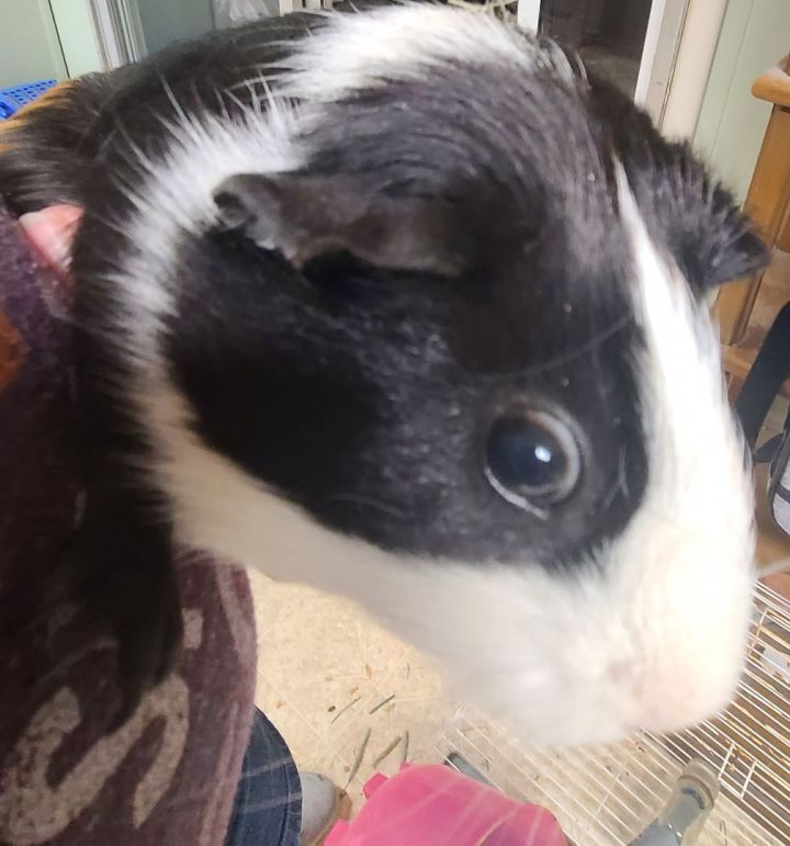 Cali, an adoptable Guinea Pig in Blessing, TX_image-2