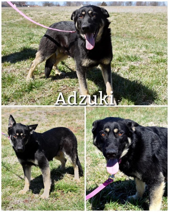 Adzuki, an adopted German Shepherd Dog in Saint James, MO_image-1