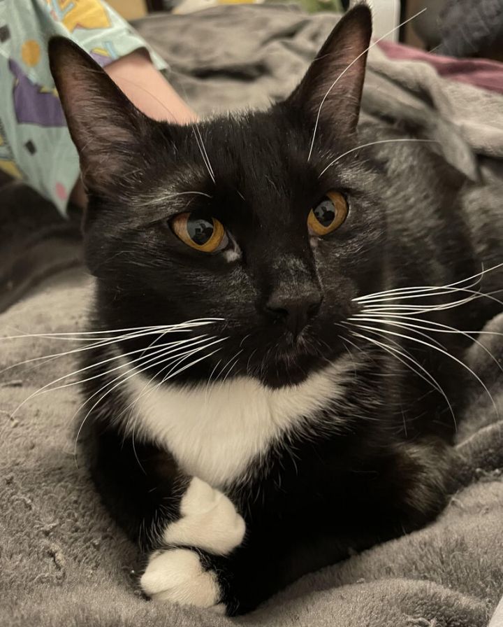 Binx 1