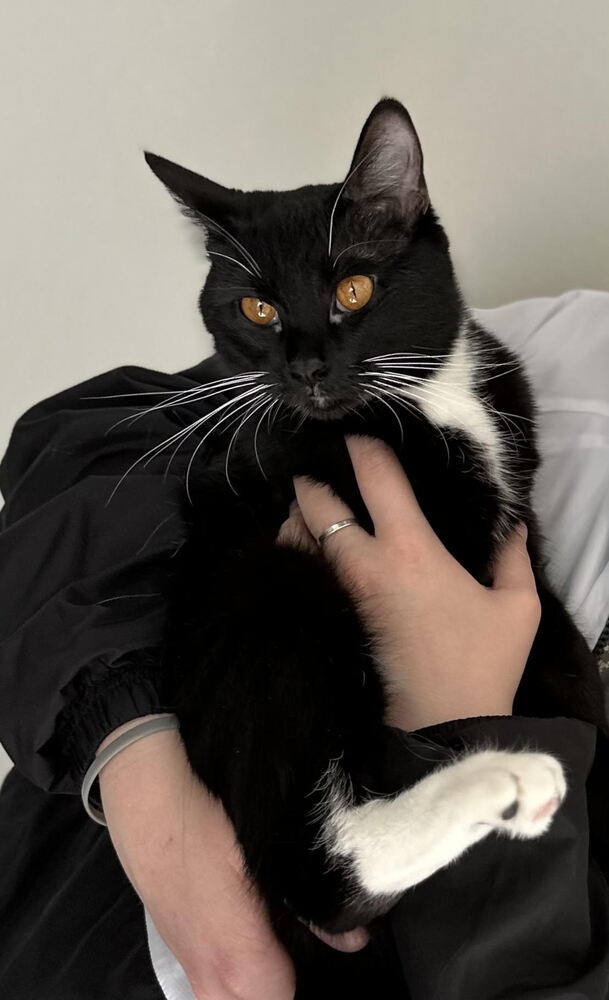 Binx 6