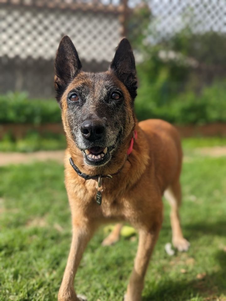 Lady C - Located in Texas, an adoptable Belgian Shepherd / Malinois in Rusk, TX_image-1