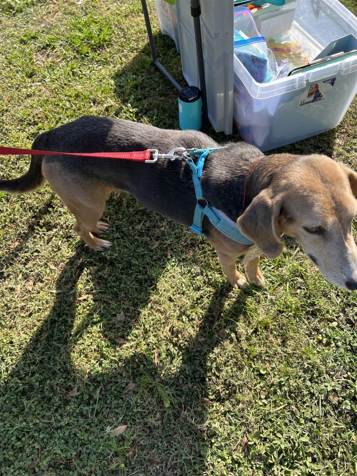 Jade Dale, an adoptable Beagle & Hound Mix in Tampa, FL_image-3