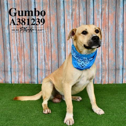 GUMBO 1