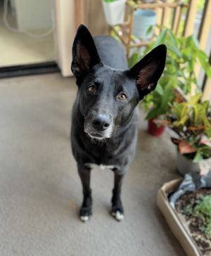 Tuxie, Adult Female unknown