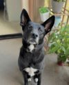 Tuxie photo 2