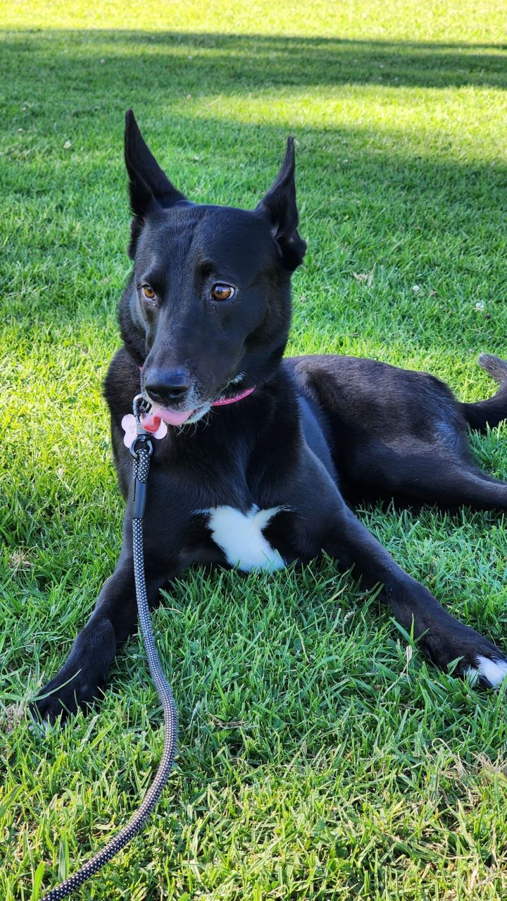 Tuxie, an adoptable Labrador Retriever & Husky Mix in San Diego, CA_image-3