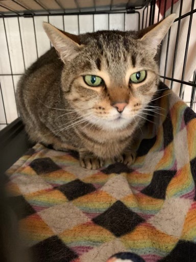 Brownie, an adoptable Tabby in Lompoc, CA_image-1