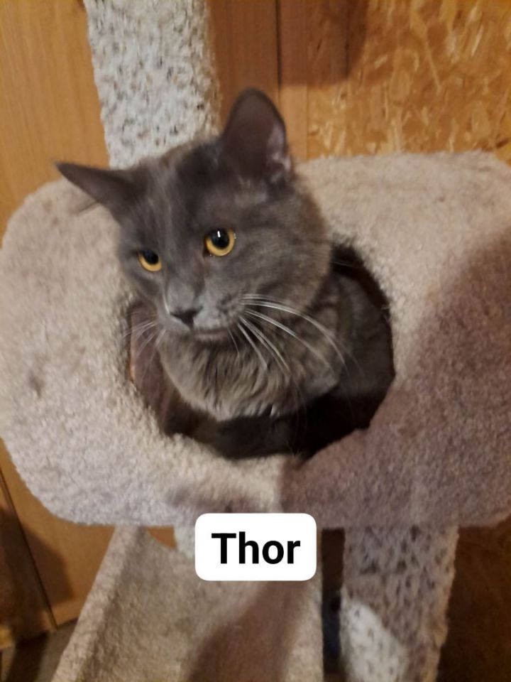 Thor 2, an adopted Domestic Long Hair in St. Cloud, MN_image-1