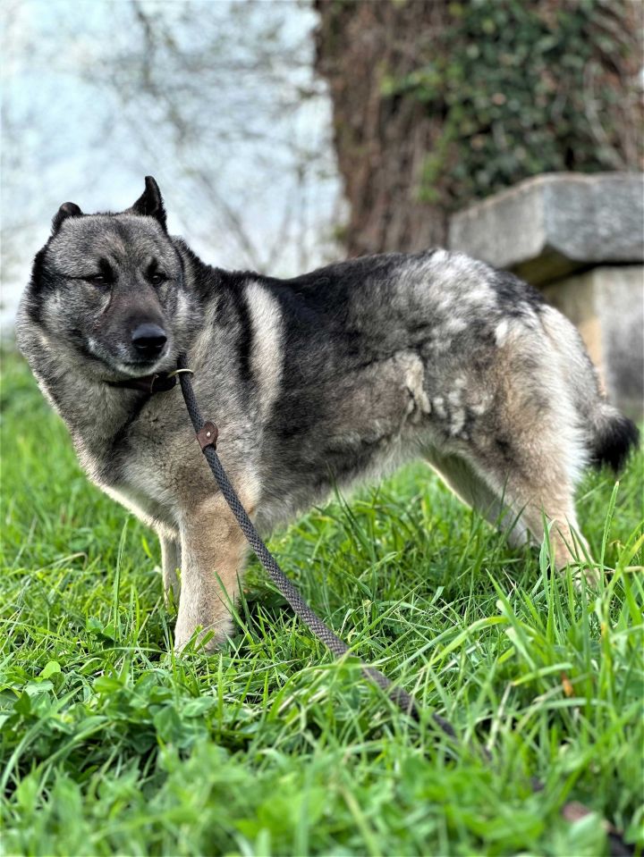 LUPIN, an adoptable Norwegian Elkhound in Franklin, TN_image-3