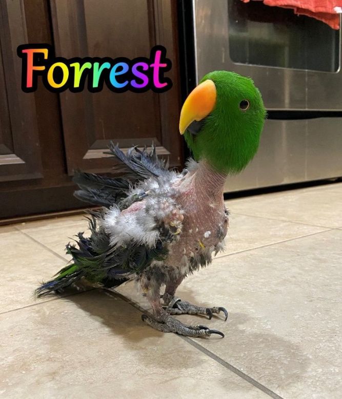 Forrest