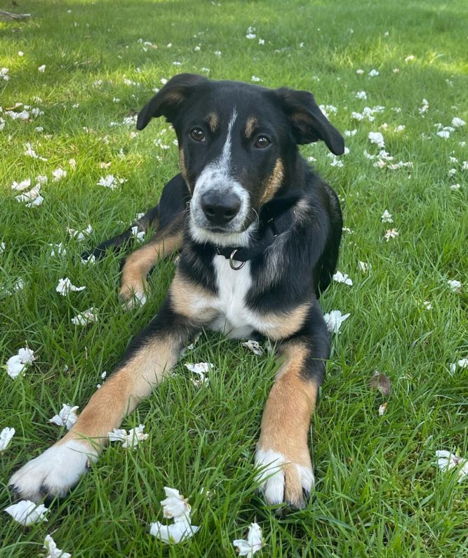 AJAX PETROPOLUS - adopted