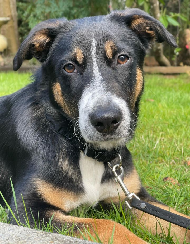 AJAX PETROPOLUS - adopted 3