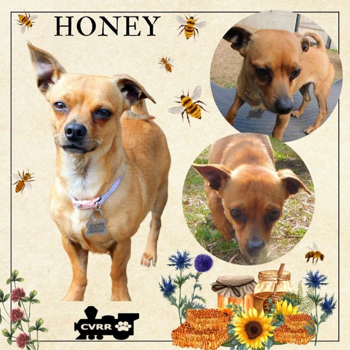Honey, an adoptable Chihuahua & Dachshund Mix in LINDSAY, CA_image-1