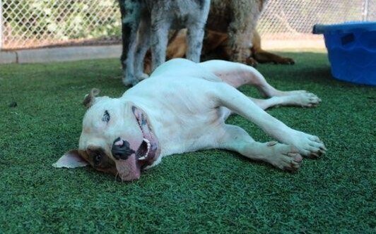 Winky, an adoptable Pit Bull Terrier & American Bulldog Mix in Raleigh, NC_image-1