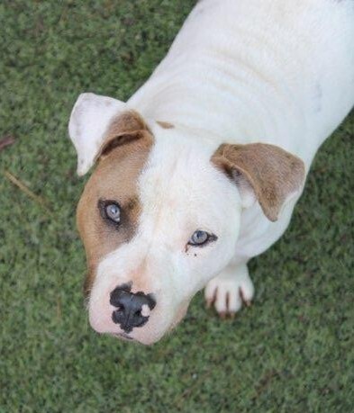 Winky, an adoptable Pit Bull Terrier & American Bulldog Mix in Raleigh, NC_image-2