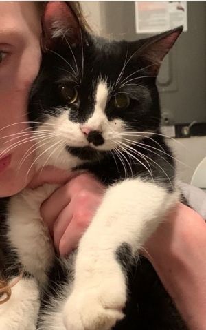 Oreo 