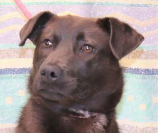 Junior, an adoptable Labrador Retriever Mix in Forrest City, AR_image-3
