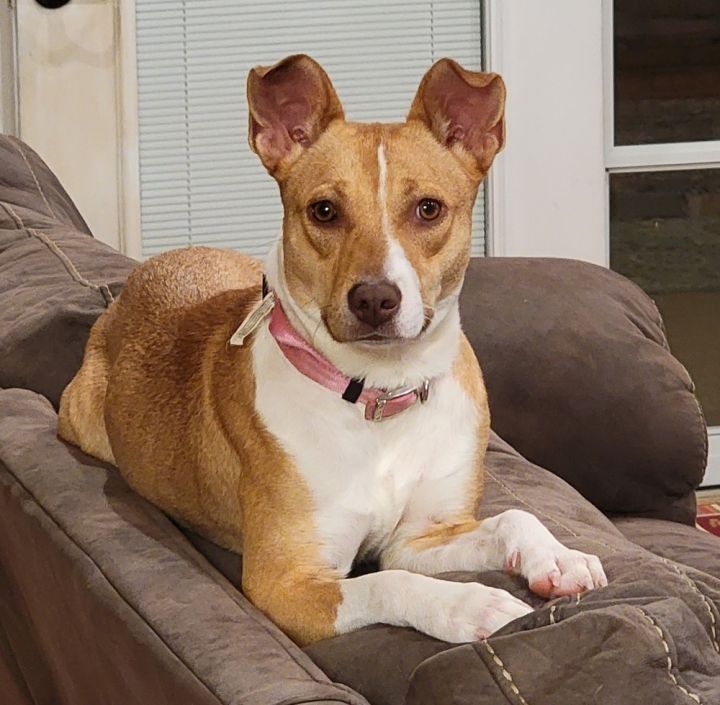 Lola (Daisy), an adoptable Mixed Breed in Chattanooga, TN_image-1