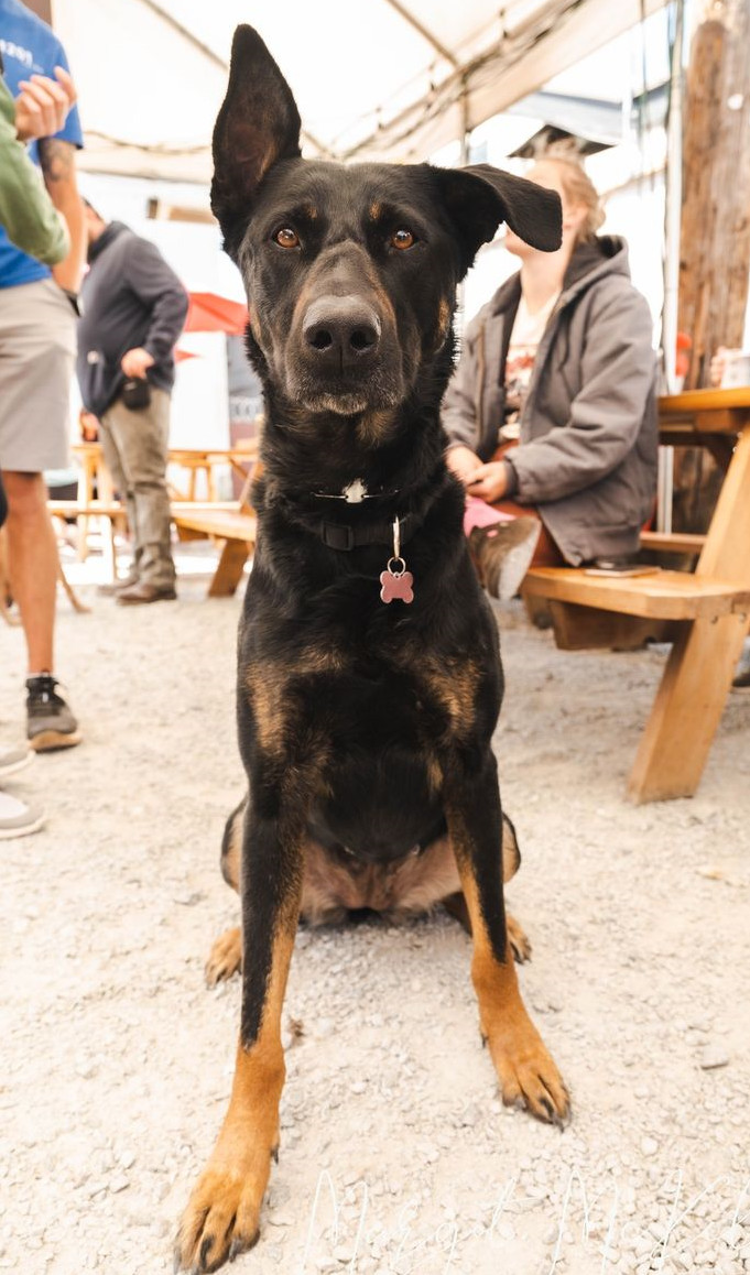 Demi, an adoptable Doberman Pinscher & German Shepherd Dog Mix in Seattle, WA_image-2