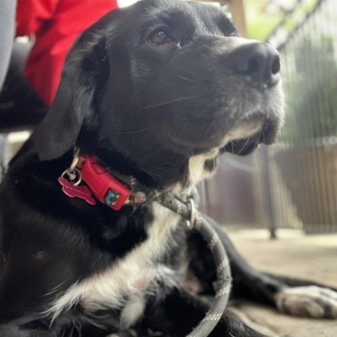 Xena, an adoptable Labrador Retriever, Border Collie in Pacific, MO, 63069 | Photo Image 2