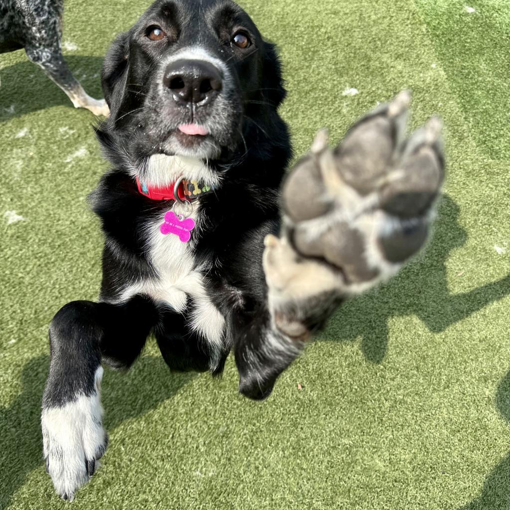Xena, an adoptable Labrador Retriever, Border Collie in Pacific, MO, 63069 | Photo Image 2