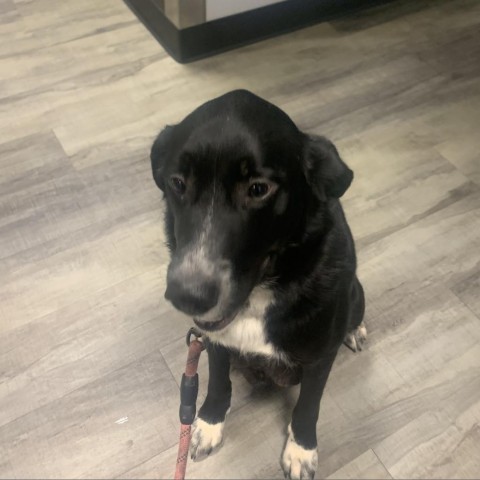 Xena, an adoptable Labrador Retriever, Border Collie in Pacific, MO, 63069 | Photo Image 3