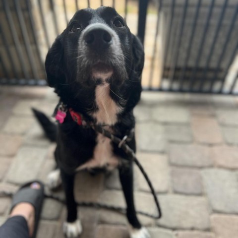 Xena, an adoptable Labrador Retriever, Border Collie in Pacific, MO, 63069 | Photo Image 3