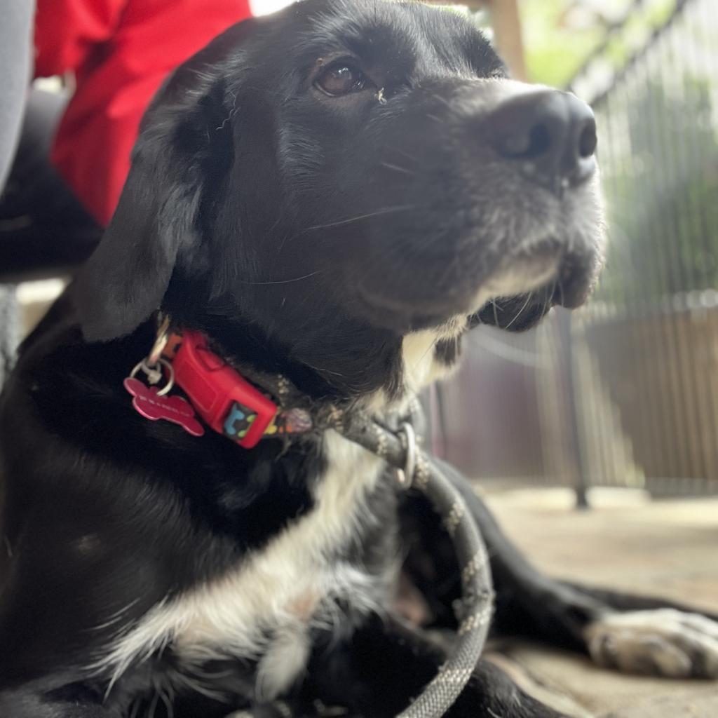 Xena, an adoptable Labrador Retriever, Border Collie in Pacific, MO, 63069 | Photo Image 3