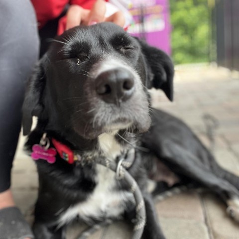 Xena, an adoptable Labrador Retriever, Border Collie in Pacific, MO, 63069 | Photo Image 5