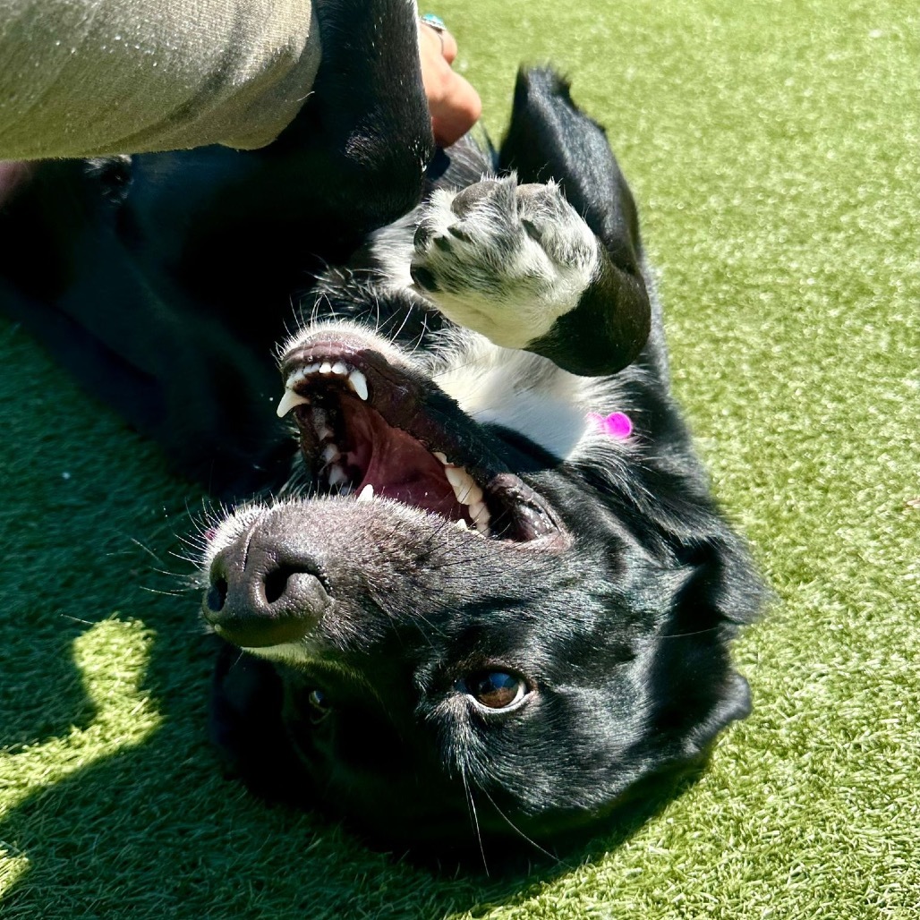 Xena, an adoptable Labrador Retriever, Border Collie in Pacific, MO, 63069 | Photo Image 5