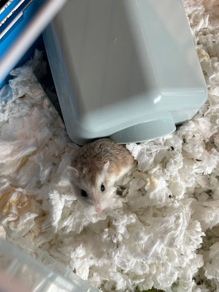 robo dwarf hamster
