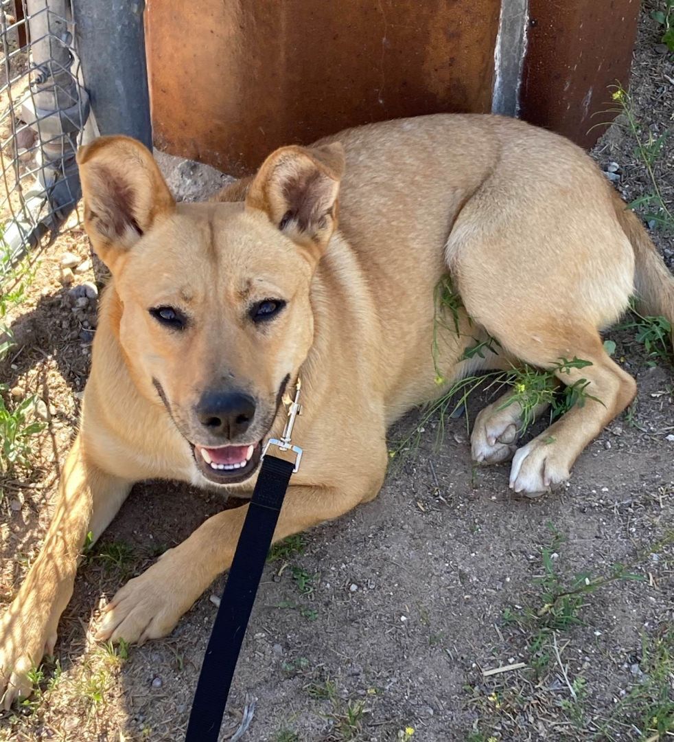 Dog For Adoption - Mai Tai , A Carolina Dog & Yellow Labrador Retriever 